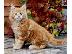 PoulaTo: Maine Coon Cats Διαθέσιμο