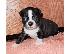 PoulaTo: Boston Terrier Puppie