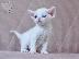 PoulaTo: Devon Rex Kittens