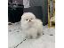 PoulaTo: Pomeranian Puppies Available