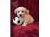 PoulaTo: Coton De Tulears Puppies