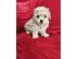 PoulaTo: Maltipoo Puppies