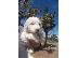 PoulaTo: Pyredoodle Puppies