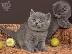 PoulaTo: British Shorthair γατάκια για καλά σπίτια