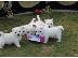 PoulaTo: West Highland White Terrier Puppies έτοιμα προς πώληση