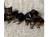 PoulaTo: Yorkshire terrier puppies available