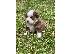 PoulaTo: Australian Shepherd Puppies Available