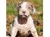 PoulaTo: Catahoula Leopard Puppies