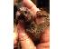 PoulaTo: baby marmoset για 300 €