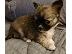 PoulaTo: Chihuahua Puppies  Available