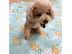 PoulaTo: toy Poodle Puppies