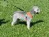 PoulaTo: Bedlington Terrier