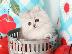 PoulaTo: persian Kittens for sale male and females