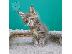PoulaTo: Maine Coon Cats Διαθέσιμο