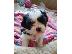 PoulaTo: Shih Tzu Puppies  Available