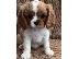 PoulaTo: καβαλάρης βασιλιάς Κάρολος/ cavalier king charles