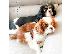 PoulaTo: Cavalier King Charles
