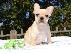 PoulaTo: French Bulldog puppies