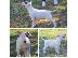 PoulaTo: Bull Terrier κουτάβια