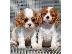 PoulaTo: Ποιοτικά κουτάβια Cavalier king