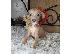 PoulaTo: Italian Greyhoun Puppies