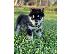 PoulaTo: Alaskan Malamute For Rehoming