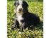 PoulaTo: Border Collie Puppies
