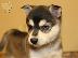 PoulaTo: Alaskan Klee Kai Puppies