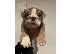 PoulaTo: English Bulldogs Available