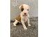 PoulaTo: Boxer puppies