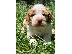 PoulaTo: Labradoodle Puppies