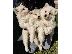 PoulaTo: Samoyed κουτάβια
