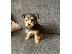 PoulaTo: Υπέροχα καθαρόαιμα κουτάβια Yorkshire Terrier