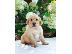 PoulaTo: Golden Retriever Puppies