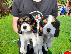 PoulaTo: Έχω τα κουτάβια Cavalier King Charles Spaniel