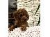PoulaTo: Κόκκινα Toy Poodle