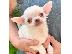 PoulaTo: Chihuahua Puppy