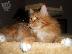 PoulaTo: Maine Coon γατάκια για υιοθεσία