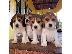 PoulaTo: Beautiful beagle puppies for sale   WhatsApp at  +31687270602