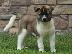 PoulaTo: Akita Puppies