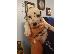 PoulaTo: Dalmatian Puppies
