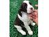 PoulaTo: English Springer Spaniel Puppies