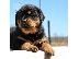 PoulaTo: Rottweilers
