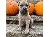 PoulaTo: boerboel pups