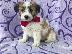 PoulaTo: Fox Terrier Puppies