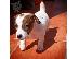 PoulaTo: Διαθέσιμα αξιολάτρευτα κουτάβια Jack Russell