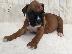 PoulaTo: Boxer puppies