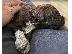 PoulaTo: Κουτάβια Lagotto Romagnolo