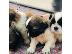 PoulaTo: shih tzu prince and princesses for rehoming