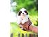 PoulaTo: Κουτάβια Border Collie